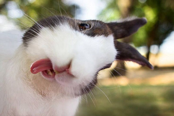 lustigne-Grimassen-bei-Tieren-Kaninchen-mit-Zunge