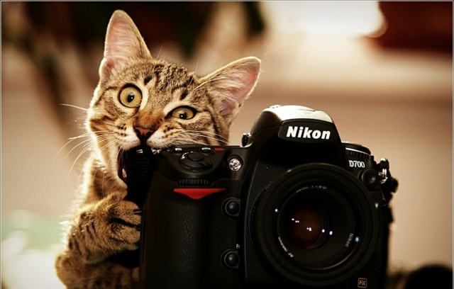 Kleine-Katze-Nikon-Kamera-Biss