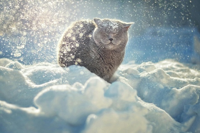Schneefall-Katze-mit-hellem-Fell
