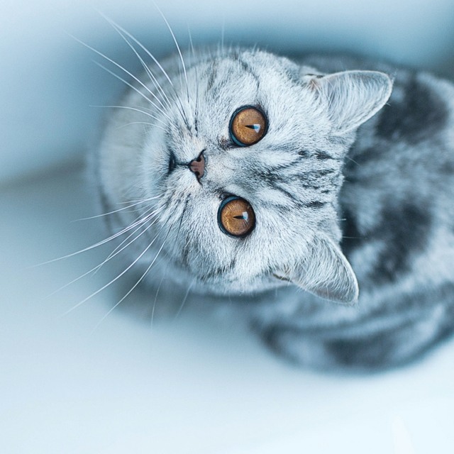 Augenkontakt-Katze-nach-oben-schauend