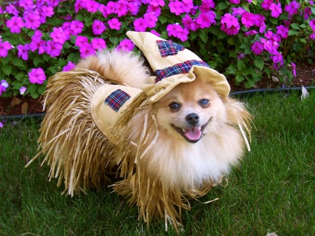 Blumen-Gartenfest-Hundefest-Bekleidung