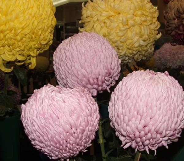 Ideen-Blumen-Chrysanthemen-Pflanzentipps