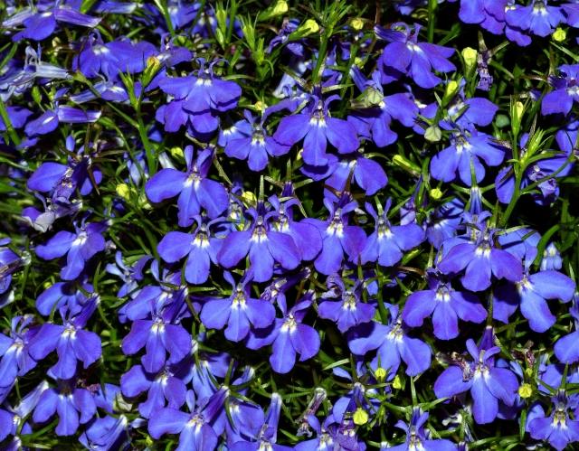 Lobelia-blau-pflanzen-balkon-schöne-blume