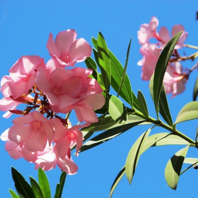 Nerium-oleander-schönes-foto-pinke-farbe