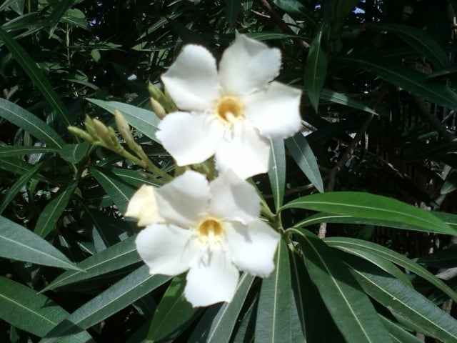 Nerium-oleander-weiß-zwei-blüten-nah