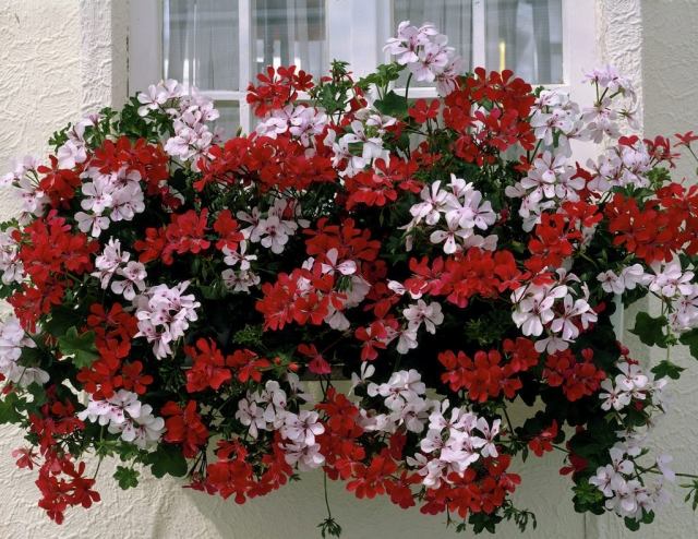 Pelargonium-weiß-rot-mischung-balkon-ide