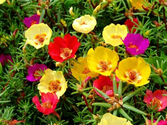Portulaca-grandiflora-sonnige-blume-sommer-gmischte-farben