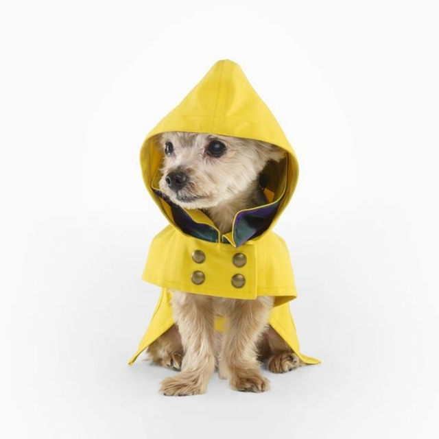 gelbe Farbe kleine Hunden schöne Kleidung Ideen