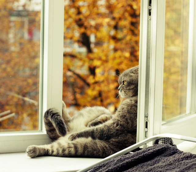 Herbst-Baumblätter-Wäscheständer-große-Katze