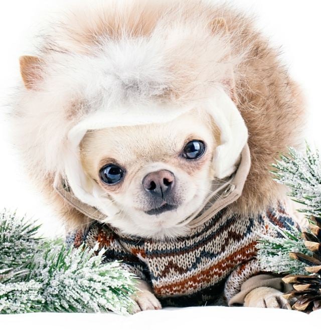 Bekleidung-für-Hunde-im-Winter
