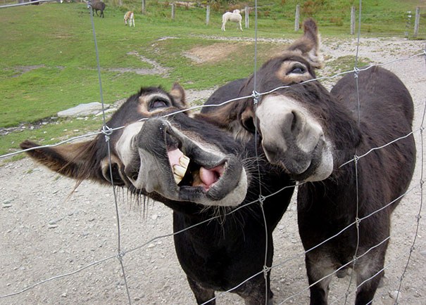 zwei-Esel-im-Zoo-Zunge-und-Zähne