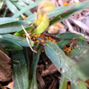 asclepias-tuberosa-oleander-krankheit-insekten-beispiel