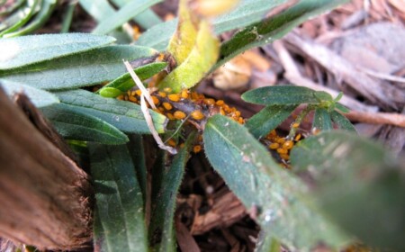 asclepias-tuberosa-oleander-krankheit-insekten-beispiel