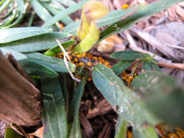 asclepias-tuberosa-oleander-krankheit-insekten-beispiel