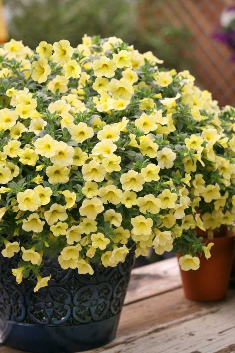 Balkonpflanzen für sonnigen Balkon -gelb-blume-schuekend-garten-outdoor-Calibrachoa