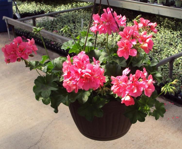 Balkonpflanzen für sonnigen Balkon -haengegeranien-blumen-blueten-pink-rot-frisch-schoen