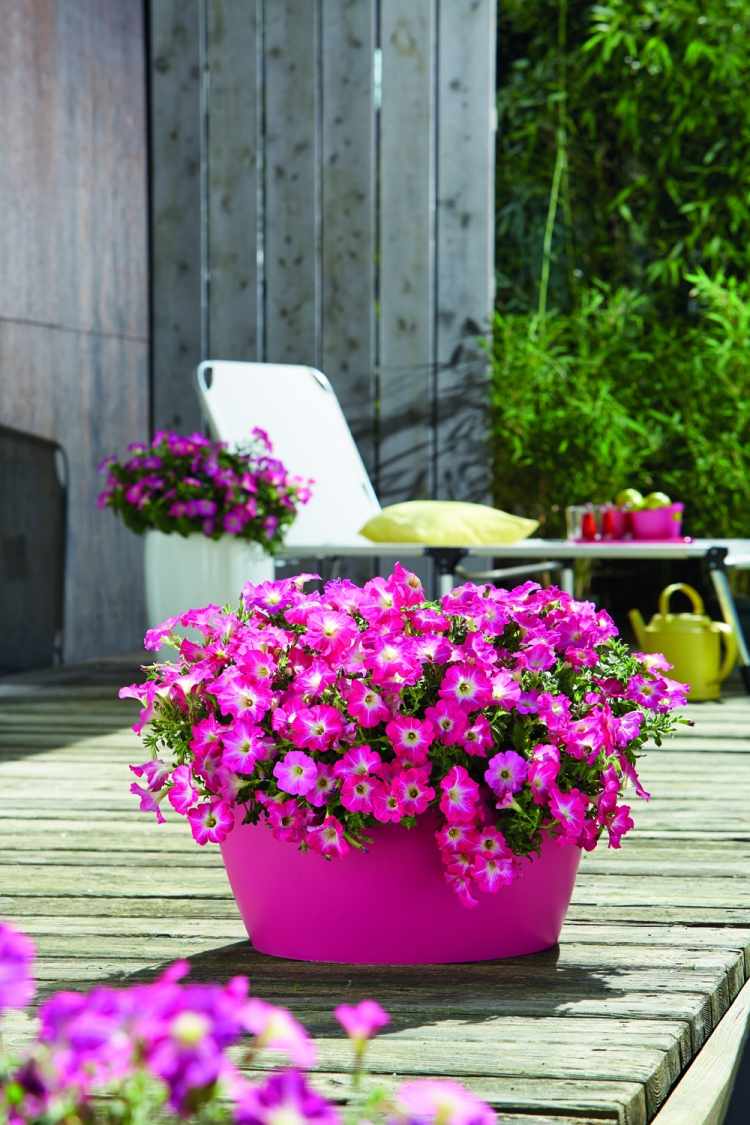 Balkonpflanzen für sonnigen Balkon -pink-violett-outdoor-pflege-tipps-Petunien