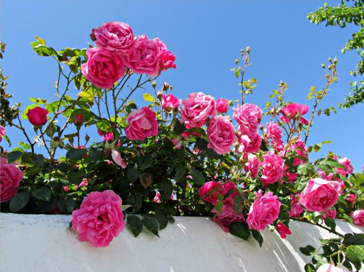 Balkonpflanzen für sonnigen Balkon -rosen-duften-ros-schoen-wares-wetter