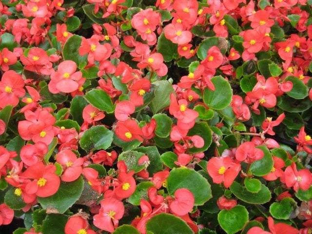 begonia-balkon-rot-schatten-pflanze-bild