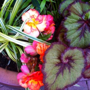 Blumen für Balkon