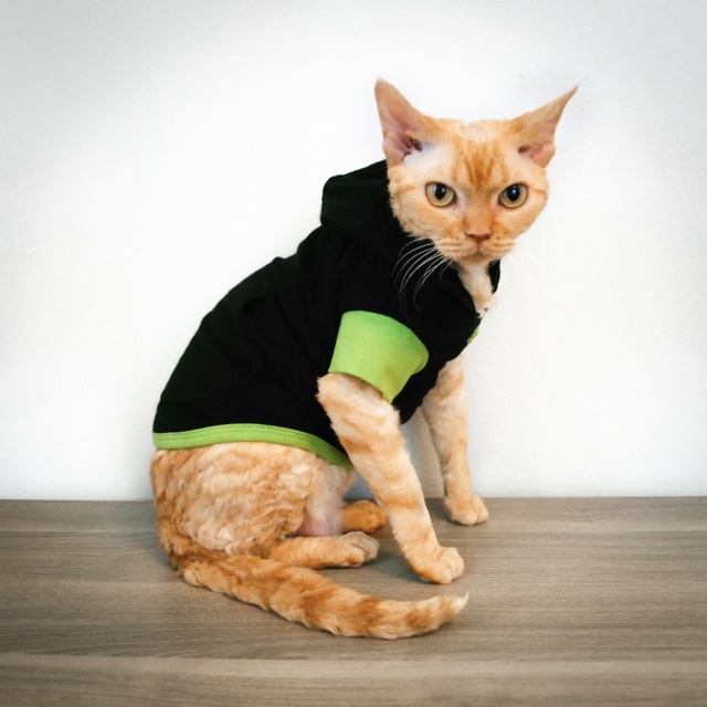  Katze Kleidung Pullover hält warm Winter