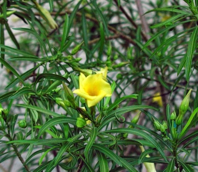 gelbe-oleander-blüte-ideen-zuhause-topf