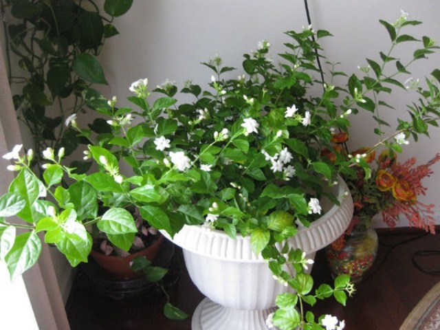 jasmin-pflanze-zuhause-züchten-pflege-tipps