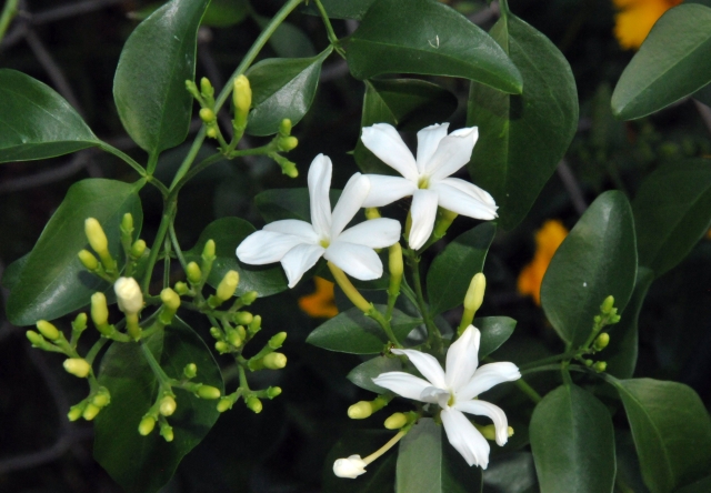 jasmine-azore-sorte-kleine-blüten-bild