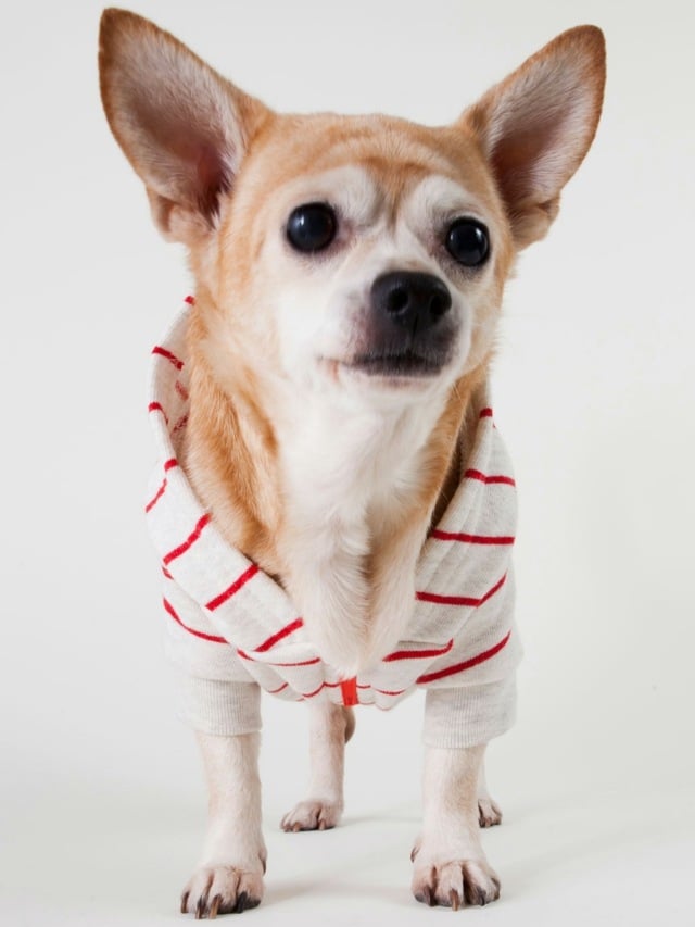 Tiere Kleidung Hunderasse Chihuahua Hemd