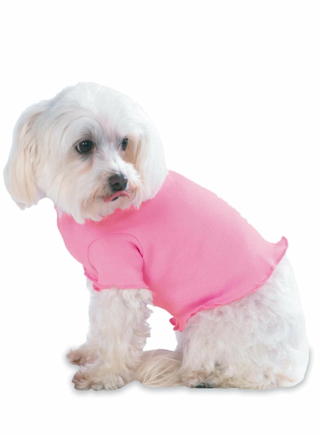 Hund Pulli rosa Farbe Pudel weiß kleine Hunderassen