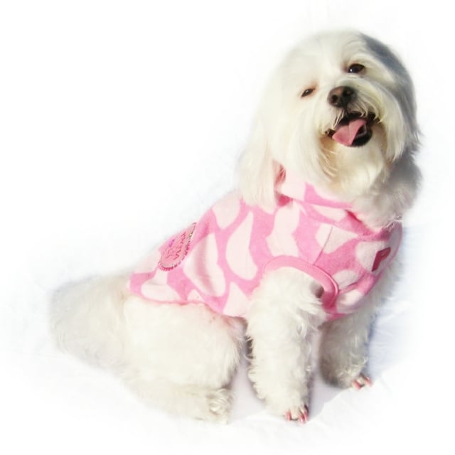 Fotos Hunde Bichon rosa Mantel Herzen