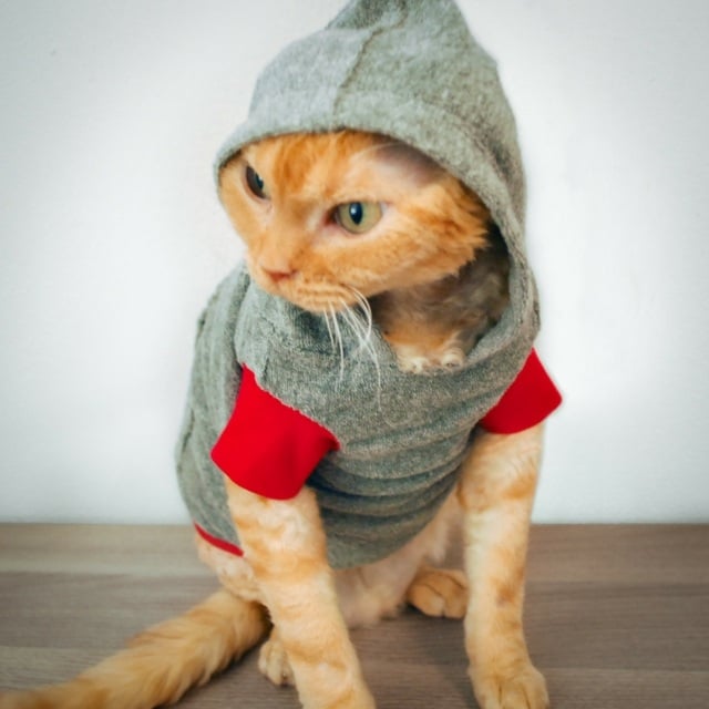 Tier Bilder Katzen Kleidung Hoodie