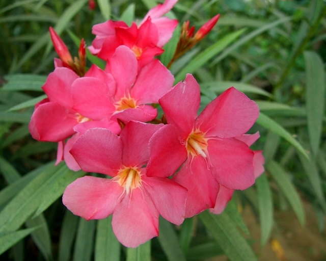 nerium-oleander-viele-blüten-purpur-farbe