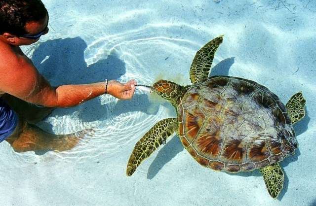 schildkröte-schwimmen-Punta-Matira-flitter-wochen