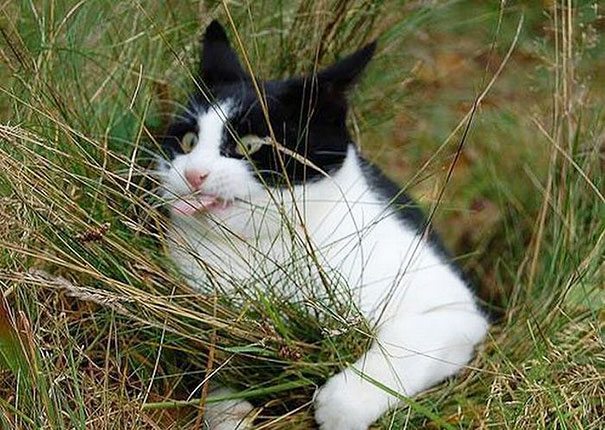 Katze-spielt-mit-Gras-im-Garten