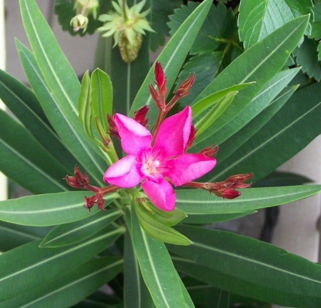 schöne-blüte-pink-oleander-bild-nahes