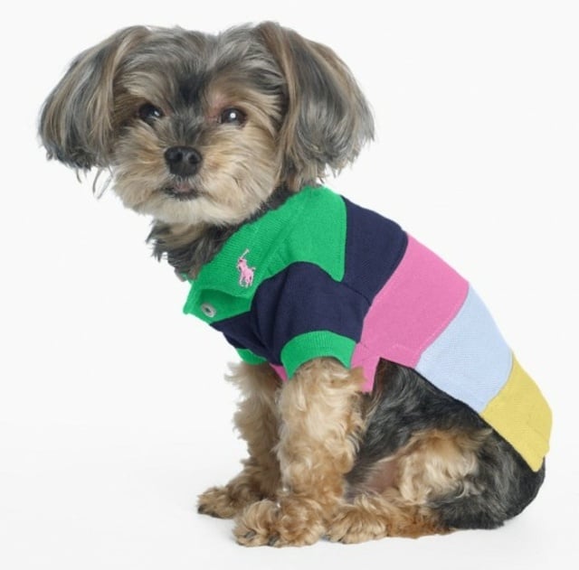 kleine Hunde Pullover Streifen rosa blau grün gelb