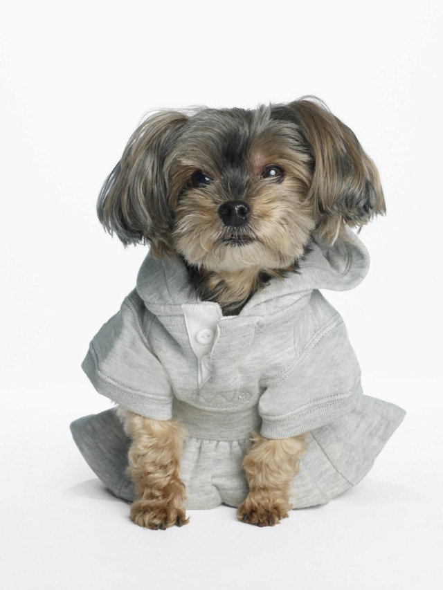 Hundepullover Ideen Hemd graue Farbe schönes Design