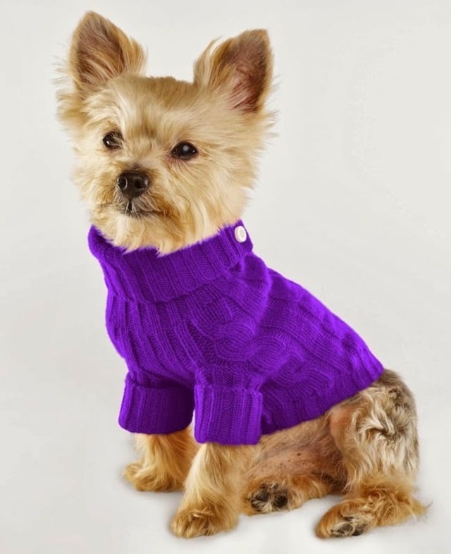 lustige Bilder kleine Hunde Pullover lila Farbe