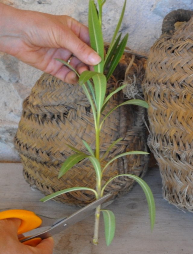 wie-züchtet-man-oleander-zimmer-pflanze