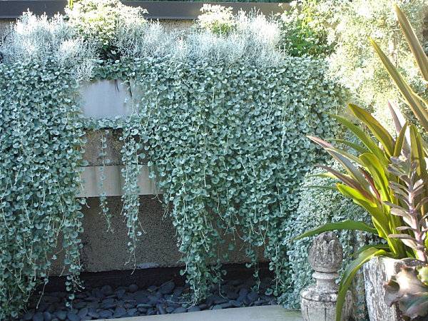 Steinmauer Betonmauer Kletterpflanzen Ideen Garten