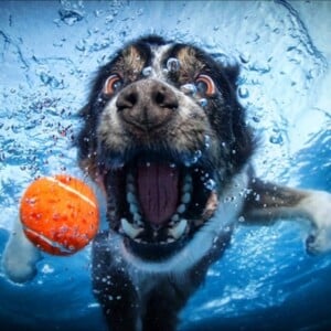 Fotos von Hunden unter Wasser