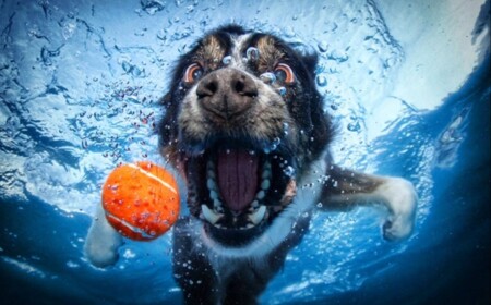 Fotos von Hunden unter Wasser