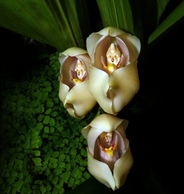 blumen-wie-affen-aussehen-orchideen-pareidolia-3