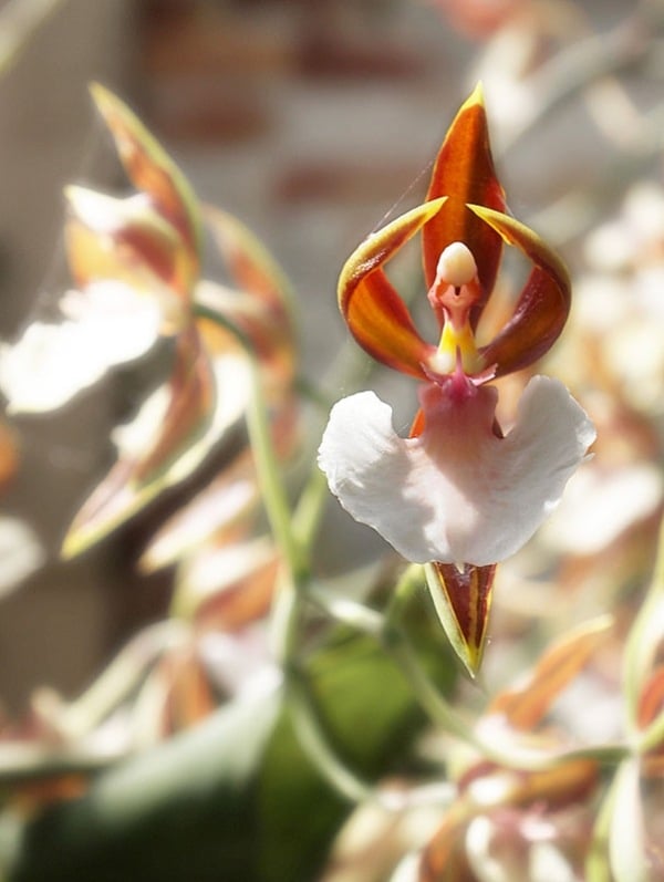 braun-weiß-wunderlich-form-orchidee-pareidolia-36