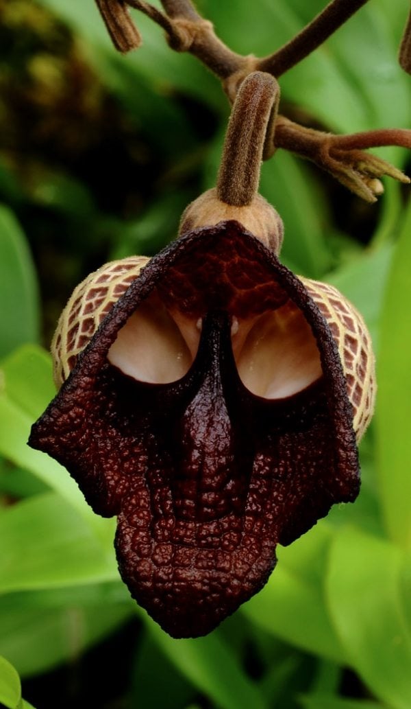 dart-vader-kopf-form-orchidee-pareidolia-39
