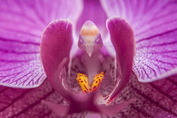 ein-taube-blumen-wunderlich-orchids-pareidolia-10
