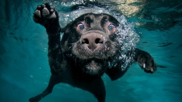 fotos-von-hunden-unter-wasser-lustig