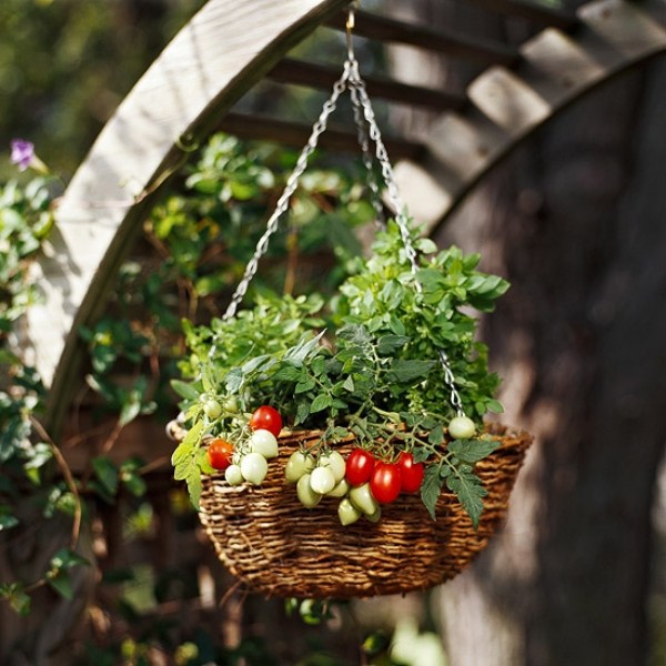 gemüse-balkon-zuhause-pflanzen-korb-hängend
