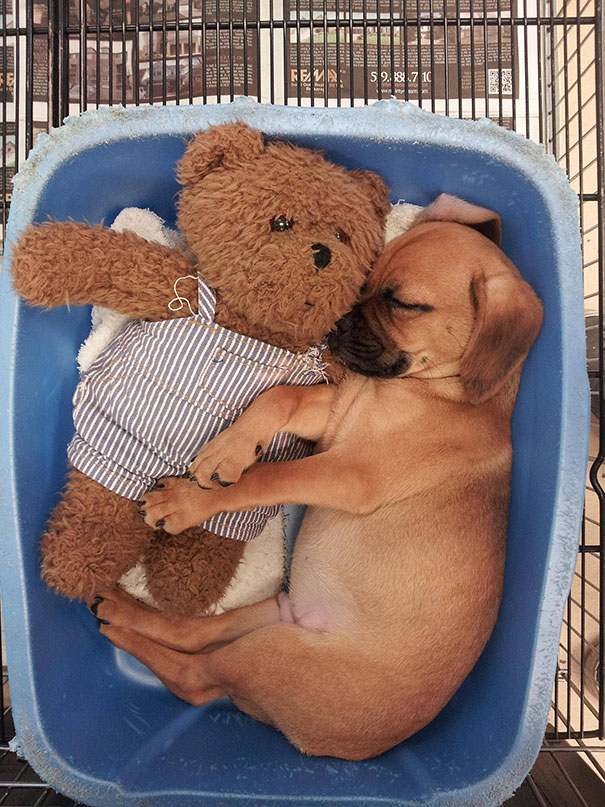 hund-klein-teddy-bär-schläft-süß-bild